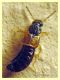 stafilino circa 3 mm. - Anela - 12.8.2011 (5).JPG