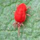 Trombidium sp. 6 mm. - Anzio - 16.9.2012 (2).jpg