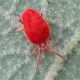 Trombidium sp. 6 mm. - Anzio - 16.9.2012 (3).jpg