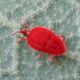 Trombidium sp. 6 mm. - Anzio - 16.9.2012 (4).jpg