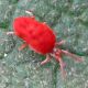 Trombidium sp. 6 mm. - Anzio - 16.9.2012 (5).jpg