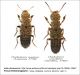 Ontholestes _sp.jpg