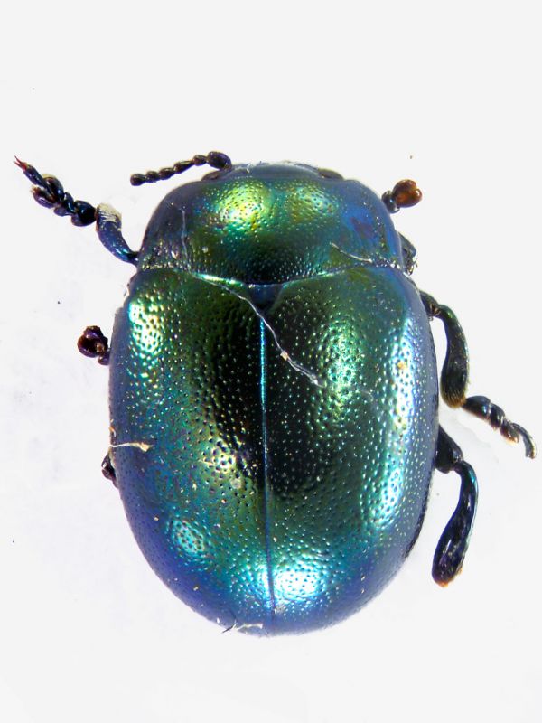 chryso1w.jpg