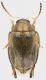 Alticino_Focene_19-IX-2012_2.7mm_grey.jpg