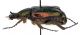 Comb0319_14jcr.jpg