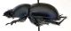 Comb0324_16jcr.jpg