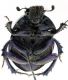 Comb0330_24jcr.jpg
