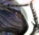 Comb0326_14jcr.jpg