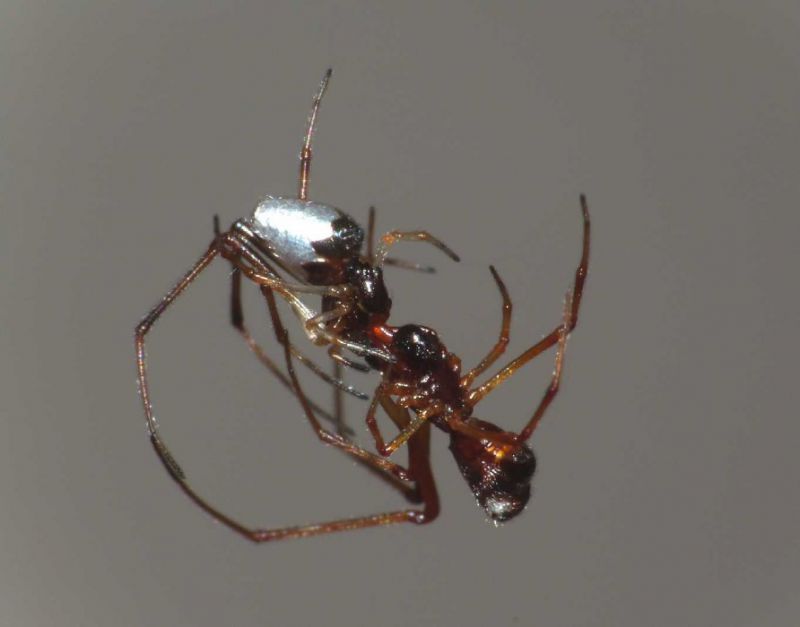 argyrodes 4e.JPG