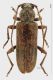 Trichoferus griseus f h rid.jpg