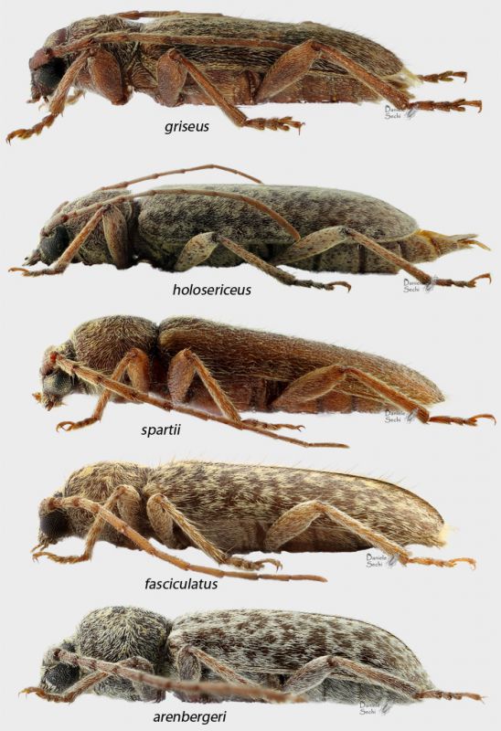 Trichoferus spp prof rid.jpg