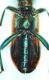 1-Trichodes sp.-Grecia Peloponneso- Sparti Prov.Loc.Mistras,450 sl. -23-VI-2007-Leg. Enrico Grazioli_01-Particolare addome_02.JPG