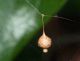 argyrodes ovisacco.JPG