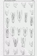 Dineutes_p6.gif