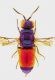 chrysis sp..jpg