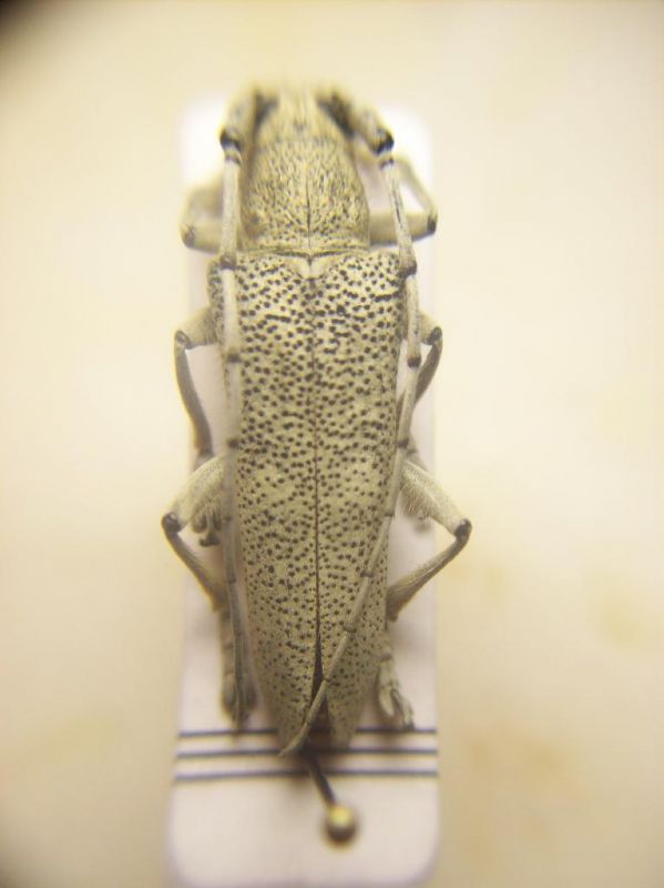 Saperda similis.JPG