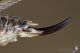 IMG_4974_Platycleis_affinis.jpg