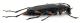 Comb0348_13jcr.jpg