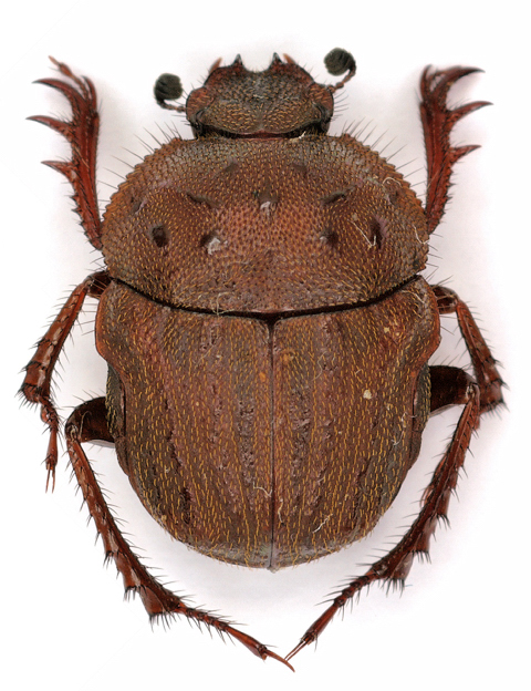 Gymnopleurus sp. from Malawi.JPG