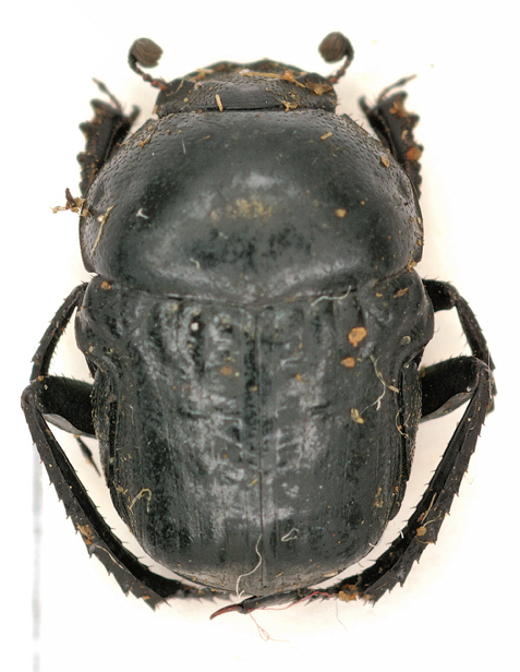 Gymnopleurus sp. from tanzania.JPG