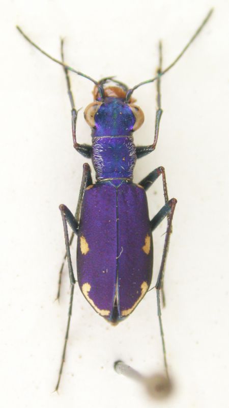 Cylindera-(Cylindera)-germanica-muelleri-(Magistretti,-1966).jpg