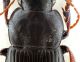Comb0355_13jcr.jpg
