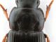 Comb0361_19jcr.jpg