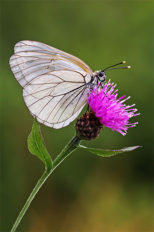 IMG_4115-per-determinazione-(entomologi-italiani).jpg