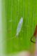 insetto06_cr.jpg
