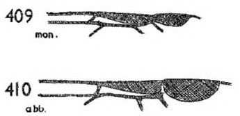 BENSON - RES London - Hymenoptera Vol. VI part 2(c) - p.156 (pars).jpg