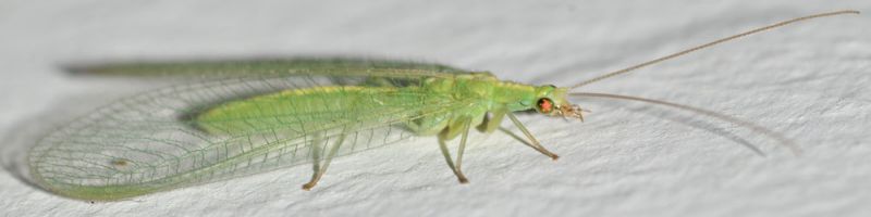 Chrysoperla2.jpg