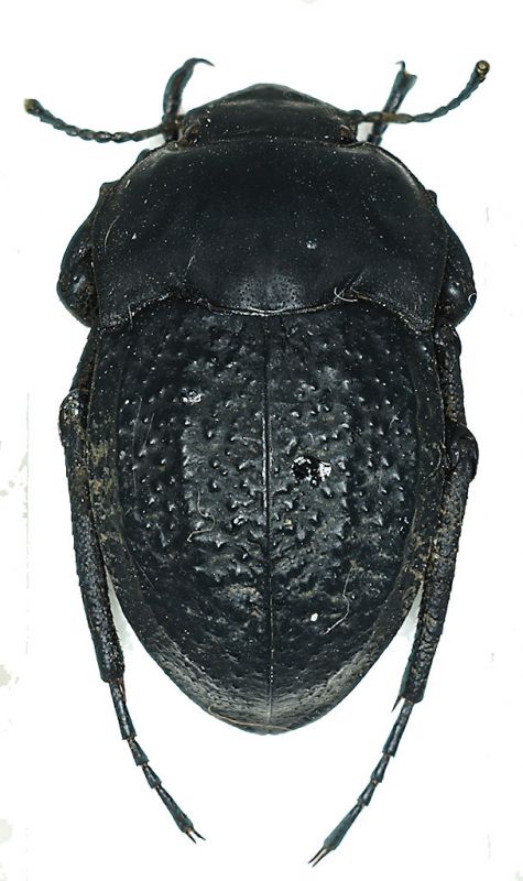 Erodius_sp_Turchia.jpg