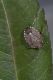 Holcostethus sphacelatus.jpg