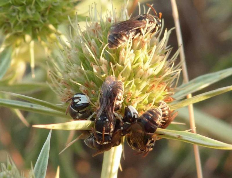 dormitorio maschi Hylaeus e.JPG