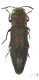 Agrilus hastulifer pop.jpg