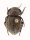 Comb0174_14jcr.jpg