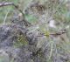 Crepidodera lamina su pioppo tremolo.jpg