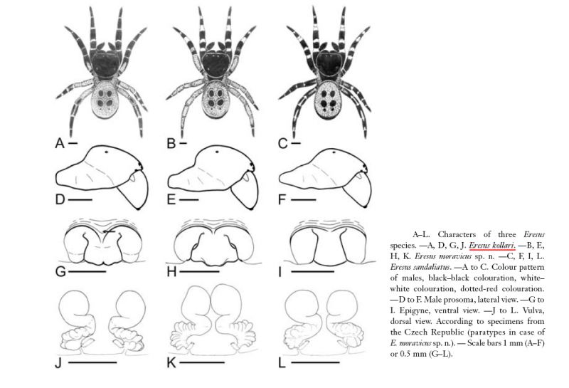 Eresidae.jpg