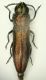 Agrilus 5 5.2mm 01.7.09.JPG