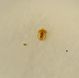 bythino b 1.5mm armungia CA 06.3.11.JPG