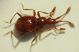 bythino c 1.5mm armungia CA 06.3.11.JPG