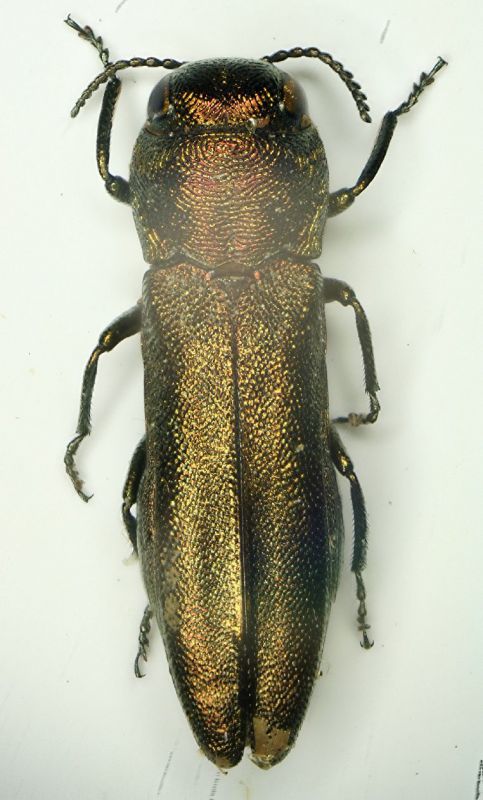 Agrilus 6 5.2mm 14.6.09.JPG