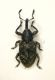 Curculio 2.5mm Castenaso 27.09.12.JPG