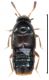 Oligota punctulata (Heer, 1839).jpg
