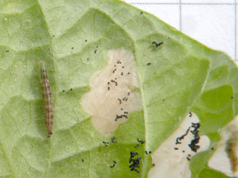 Bedellia_somnulentella_larva_mina.jpg