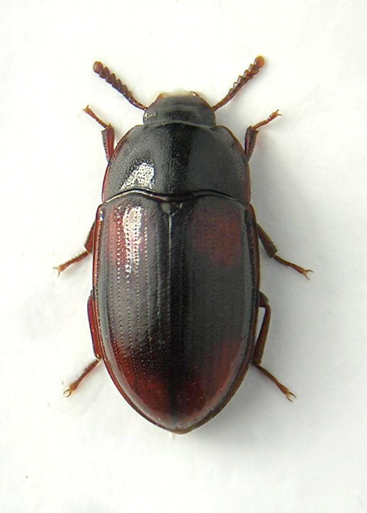 Diaclina testudinea.jpg