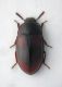 Diaclina testudinea - luce diffusa.jpg
