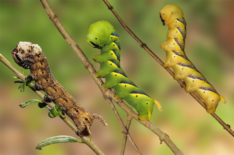 Acherontia atropos Larve.jpg