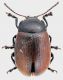Chrysolina_marginata_Campo_Felice_22-IX-2012_6,5mm_grey.jpg