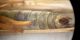 Limnephilus addome.jpg
